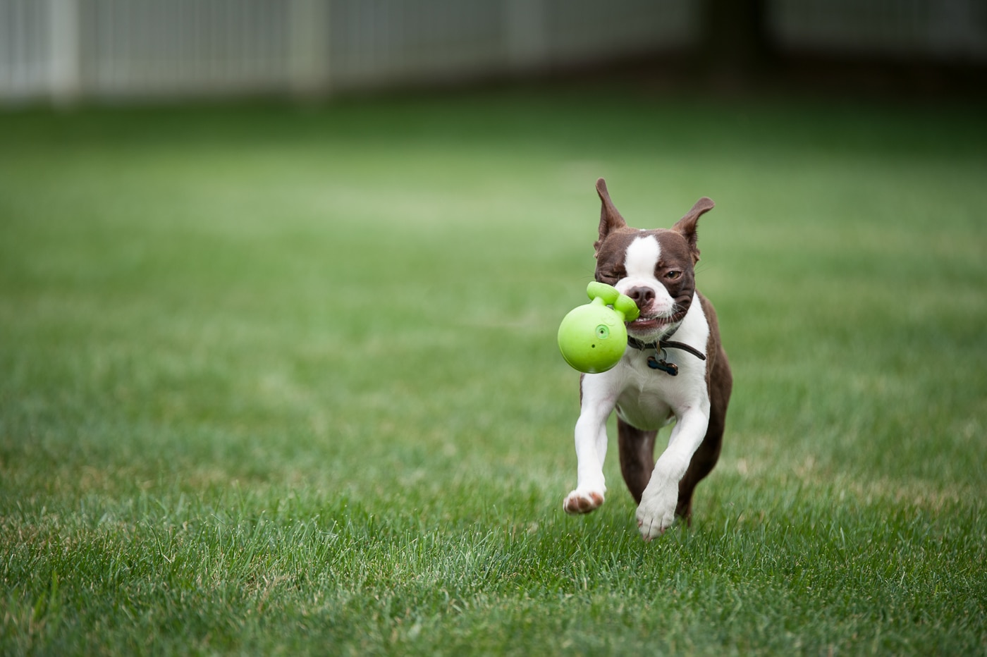 High shutter speed used to capture a dog catching a toy. 