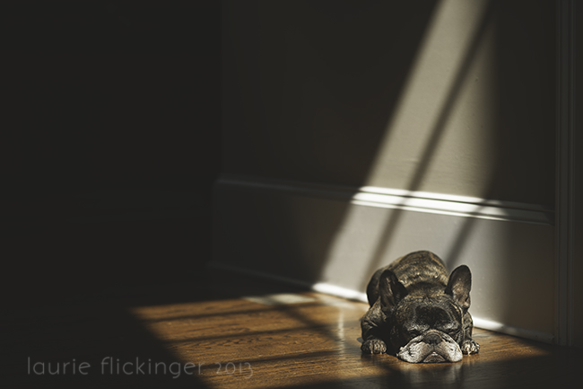 Dog laying on the ground in a perfect framed light photograph.