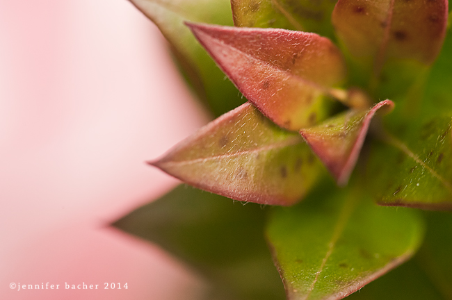 Green plant with a hint of pink petals and a light pink background. Sharp image but can see some is not tack sharp.