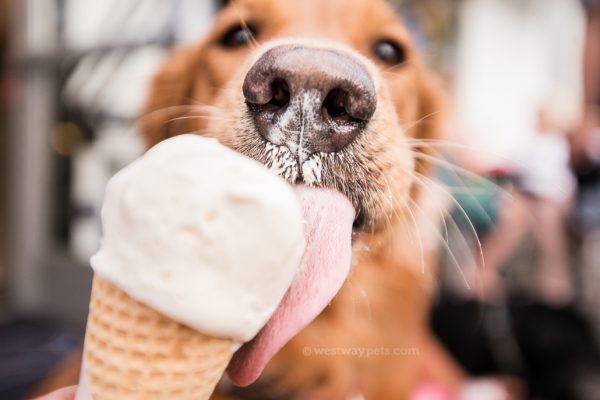 westway-studio-treats-dog-golden-retreiver-ice-cream-mootime-coronado-san-diego-pet-photography