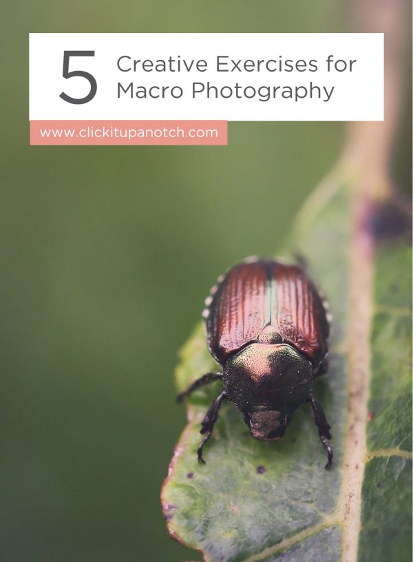 I want to play around with macro more and these look like a great way to start! Read - "5 Creative Exercises for Macro Photography"