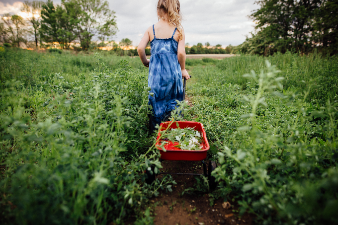 Documentary photography style shot of a child pulling a wagon in a field in a blue dress. 