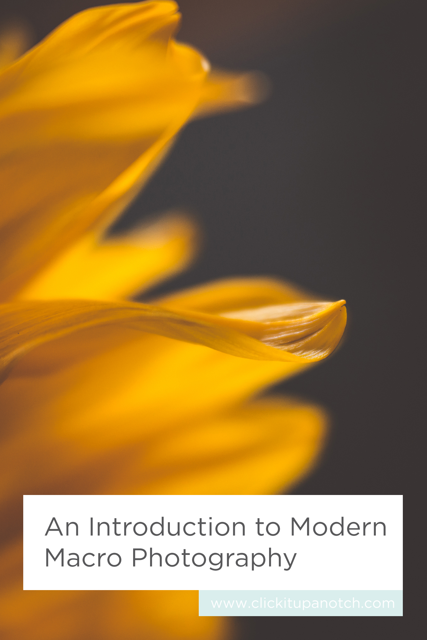 This is the best macro guide I've seen yet! Love all the tips! Read - "An Introduction to Modern Macro Photography"