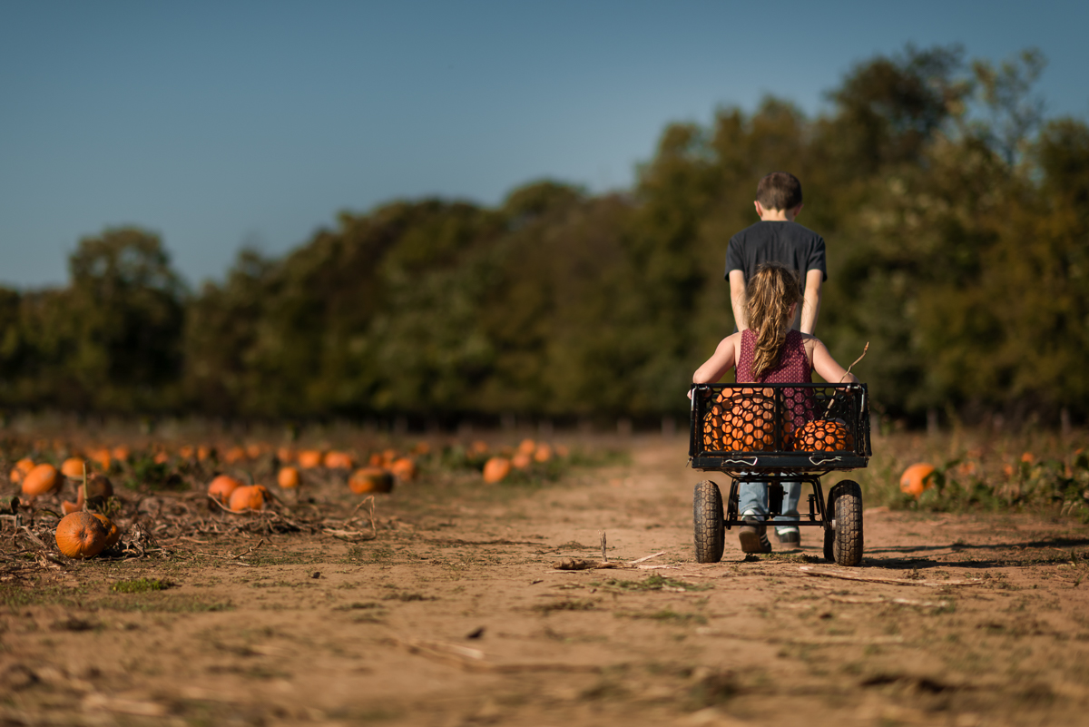 Two children in a pumpkin patch. One older child pulling the young child and the pumpkins in a wagon. 