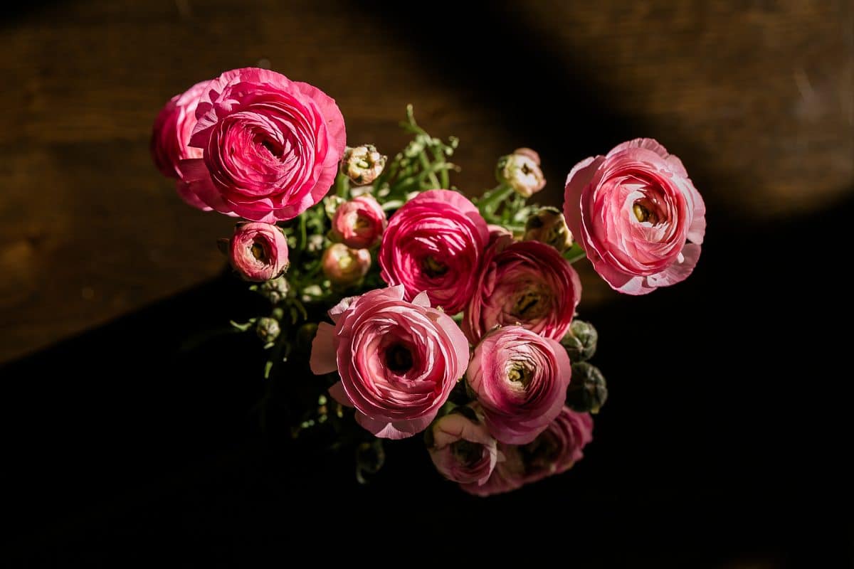 Still life image of pink peonies with a very shadowy background.