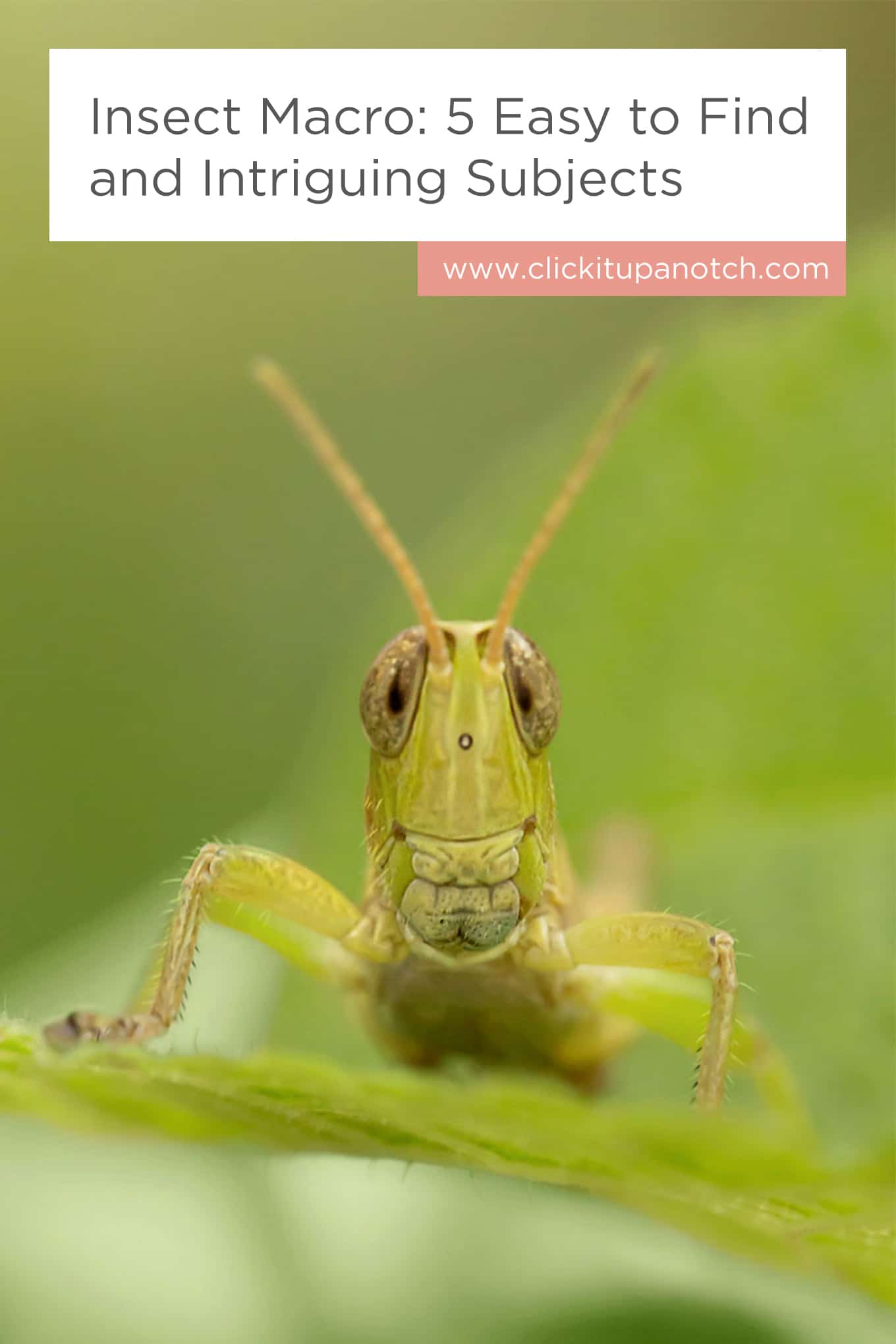 I love that she gave tips for each insect. I'm going to give it a try this weekend! Read - "Insect Macro: 5 Easy to Find and Intriguing Subjects"