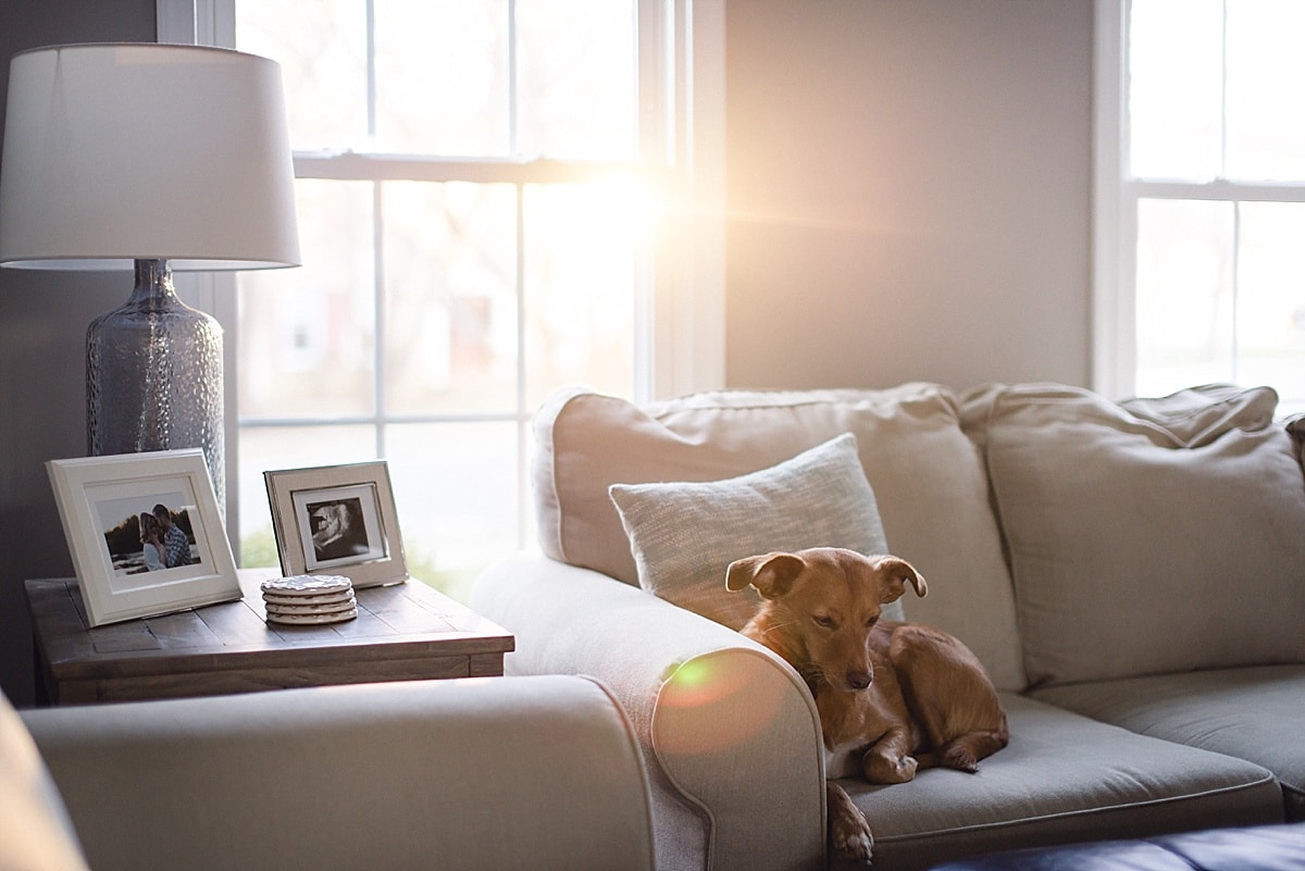 Backlighting photography tip of creating sunflares in photo of a dog on a white couch.