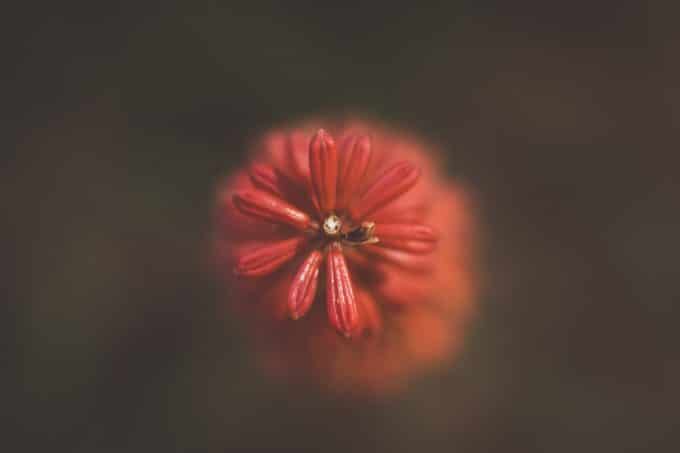 red flower with black background macro photo