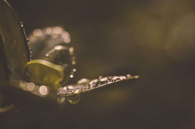 dew drops on leaves in macro photography image