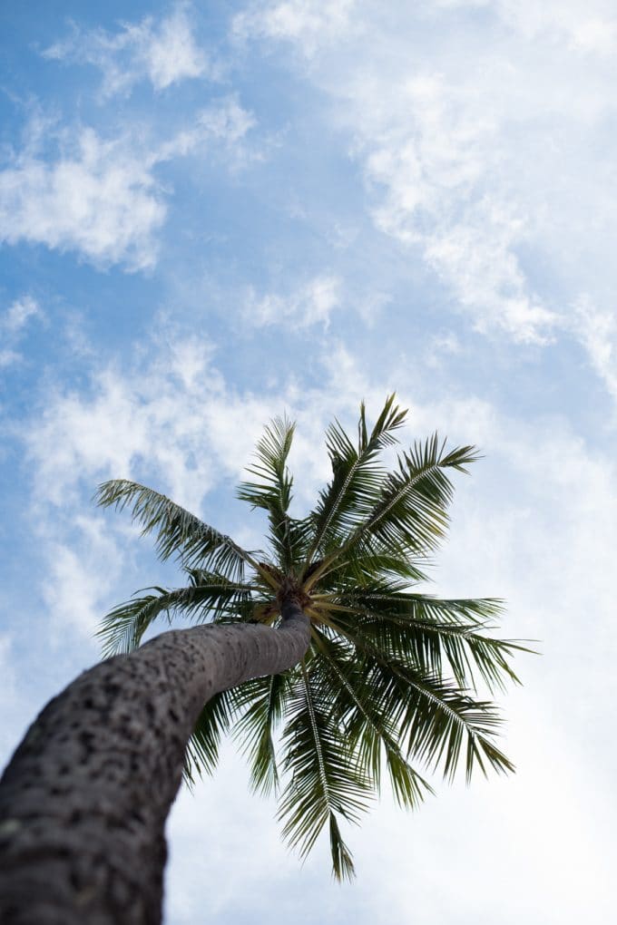 Green palm tree from below shows minimalist photography style and negative space created by the sky