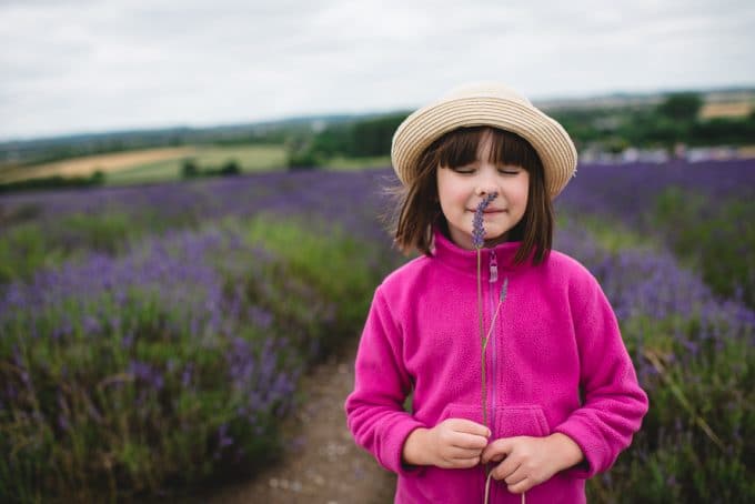 Photo of child in a lavender field with a pink sweater on smelling a piece of lavender. The child is cropped at the waist showing the photography composition rule of limb chopping.