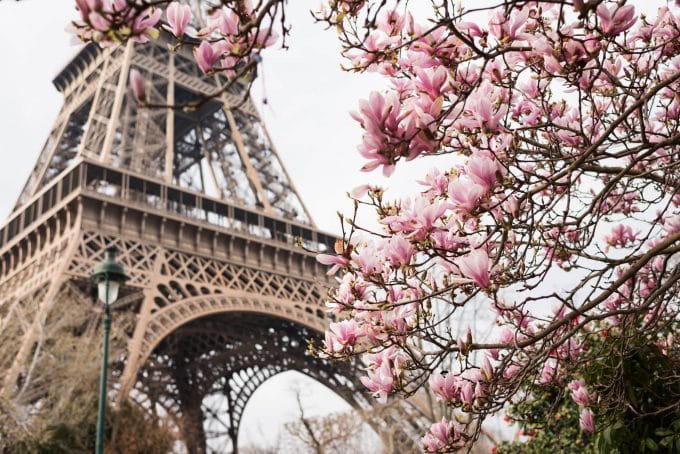 The Eiffel tower framed by pink flowers. Comparing the 35mm vs 50mm lens the 35 was used to capture this. 