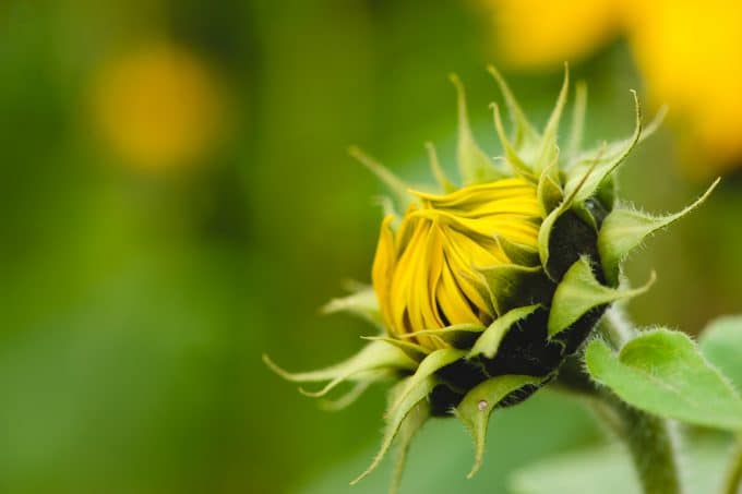 A very close image of a sunflower about to bloom and everything blurred in the background to show a very deep depth of field. 