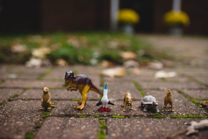 Toy animals lined up on the ground in a straight line. This image shows a focal plane to explain depth of field.