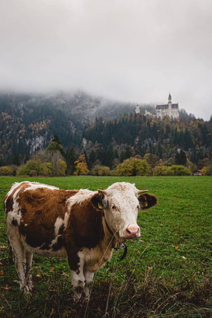 Photo of a cow in a green field with castle in the background.