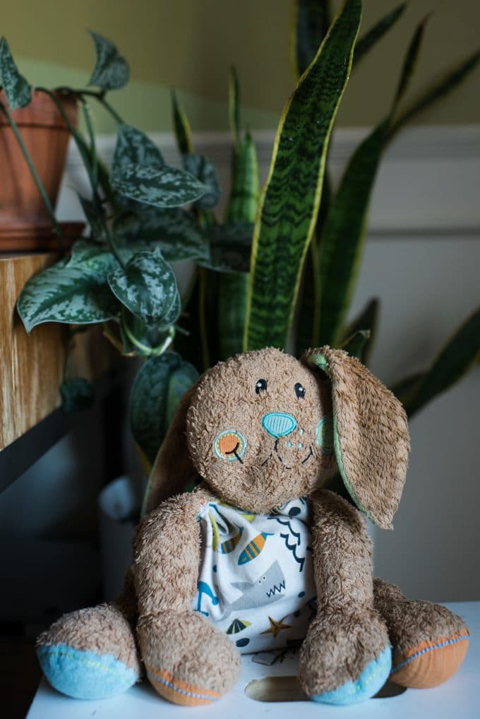 Stuffed toy bunny rabbit sitting in front of a couple green house plants to show depth of field using a 35mm focal length lens.
